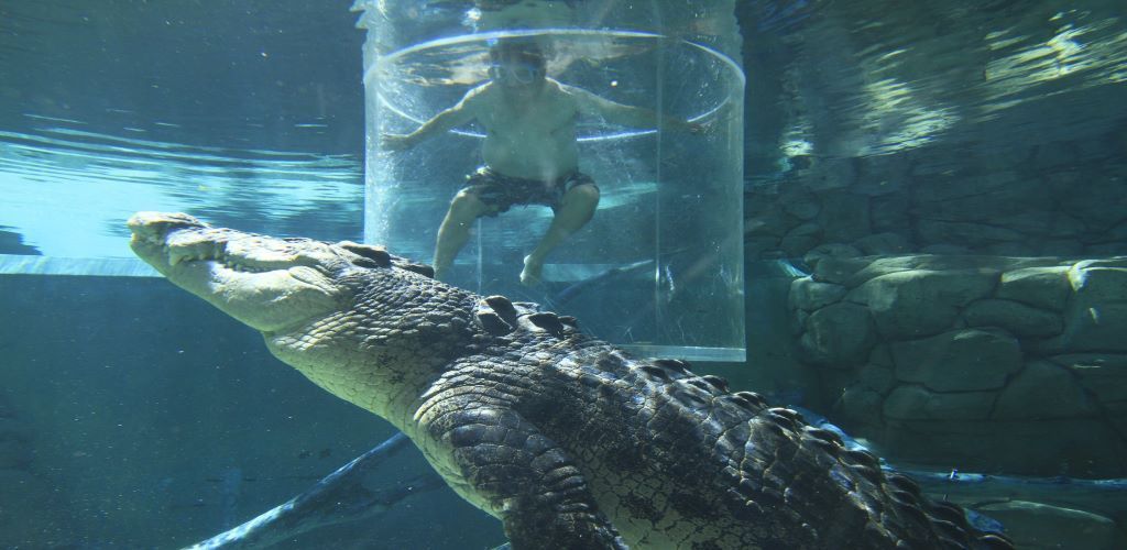 piscina con cocodrilos