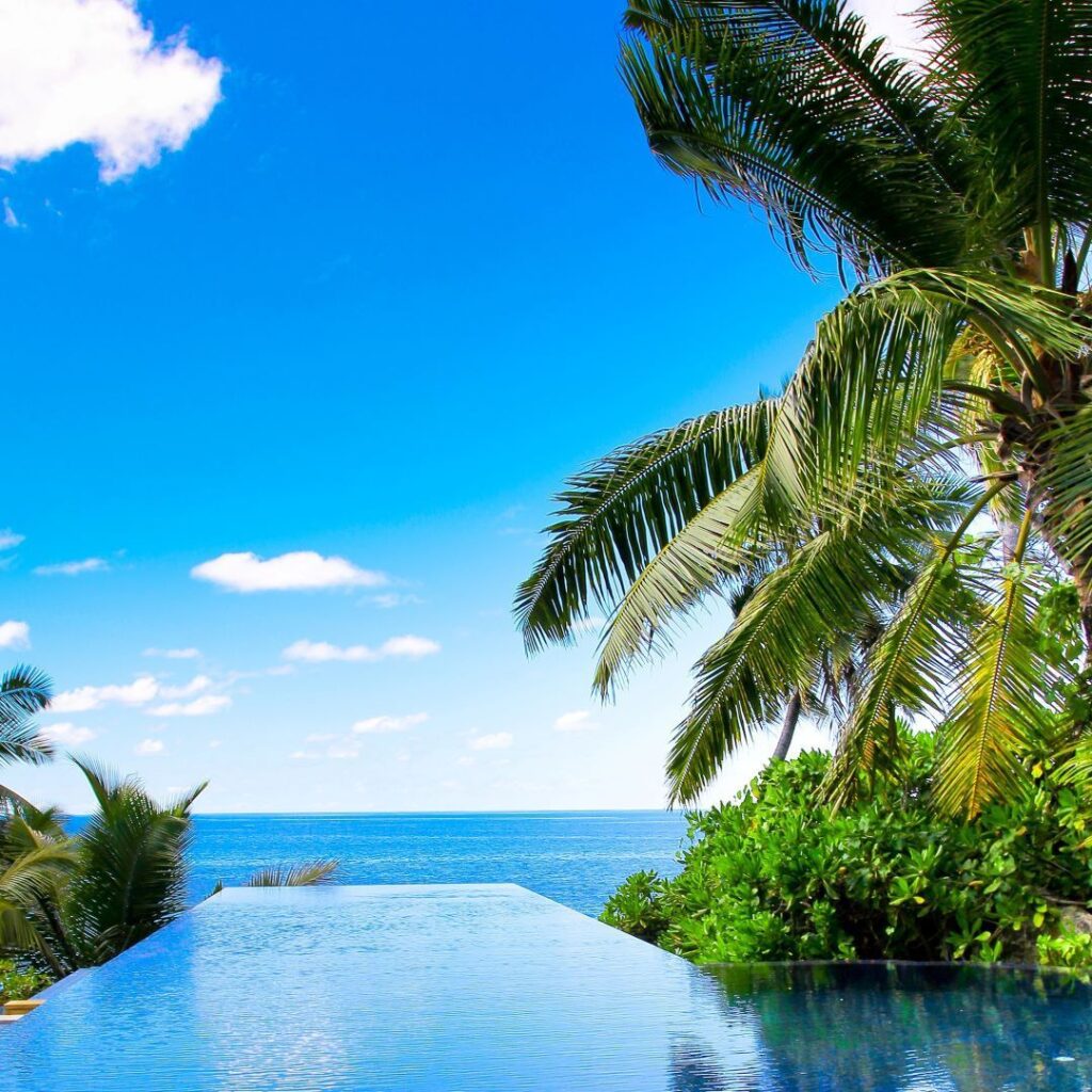 Palmeras para piscinas